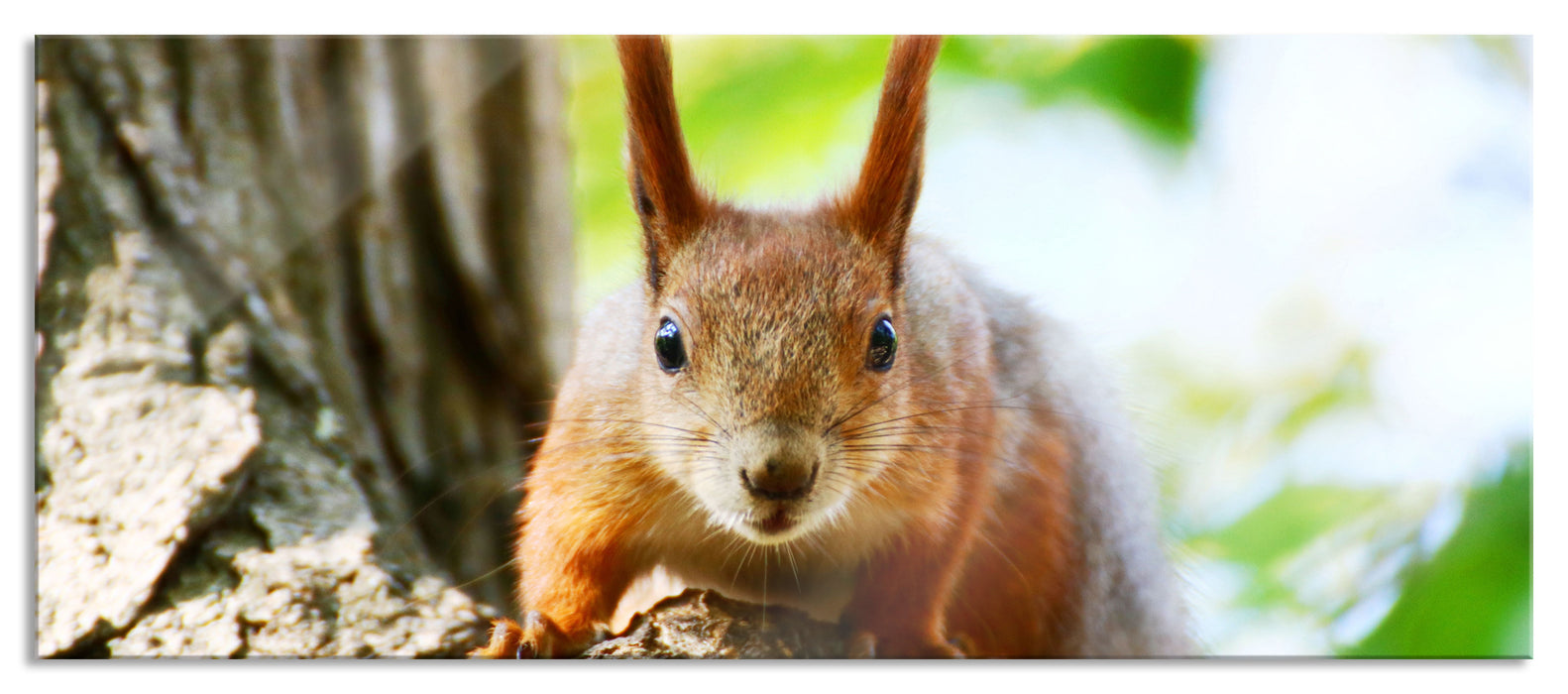 Pixxprint Eichhörnchen auf dem Baum, Glasbild Panorama