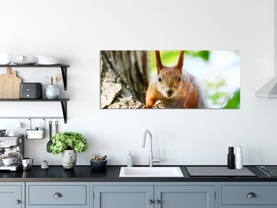 Eichhörnchen auf dem Baum, Glasbild Panorama