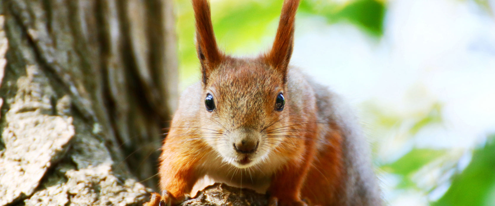 Eichhörnchen auf dem Baum, Glasbild Panorama