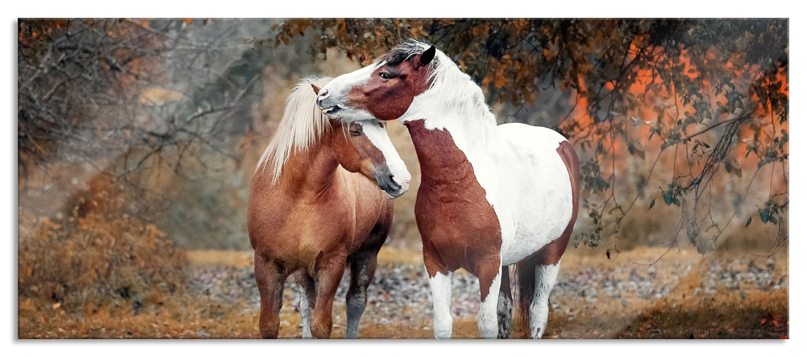 Pixxprint zwei schmusende Pferde, Glasbild Panorama