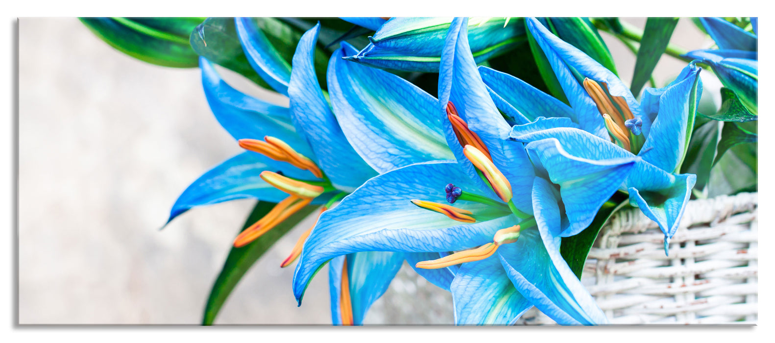 Pixxprint schöne blaue Blumen im Körbchen, Glasbild Panorama