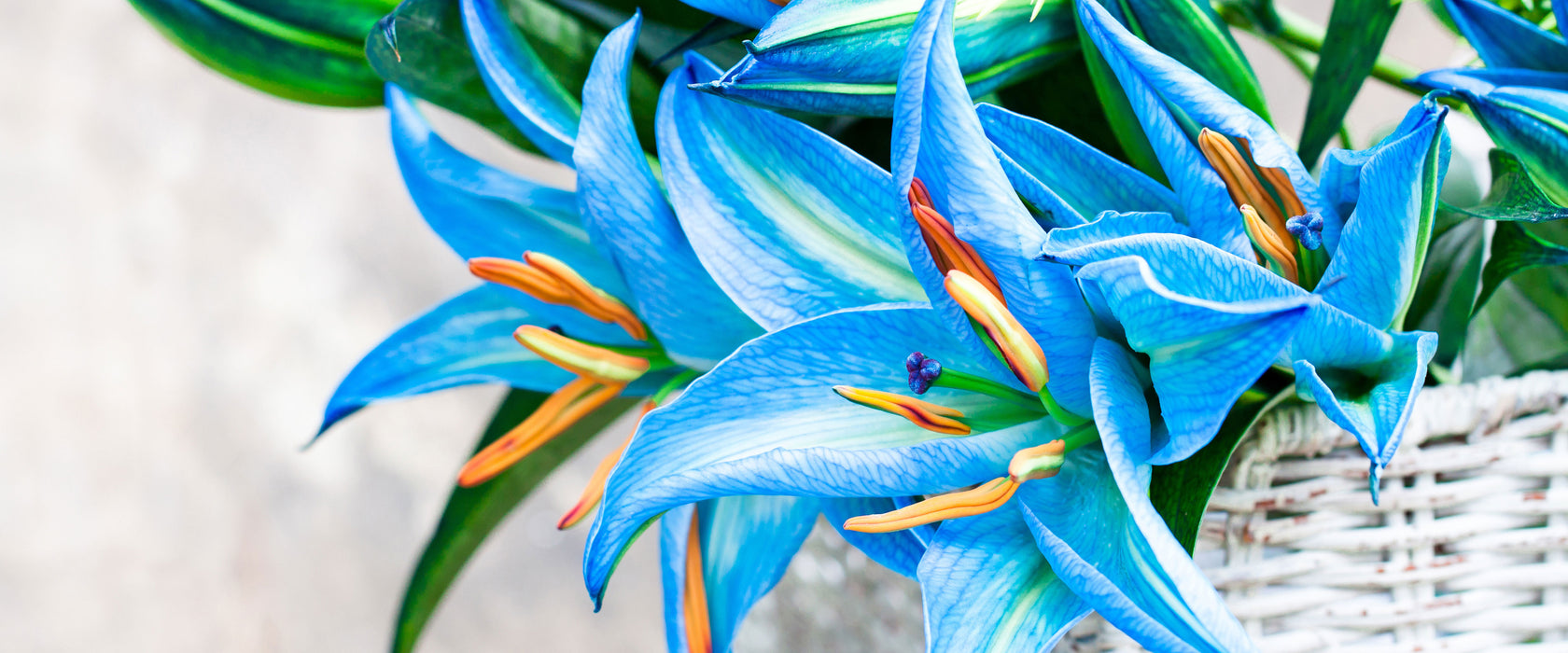 schöne blaue Blumen im Körbchen, Glasbild Panorama