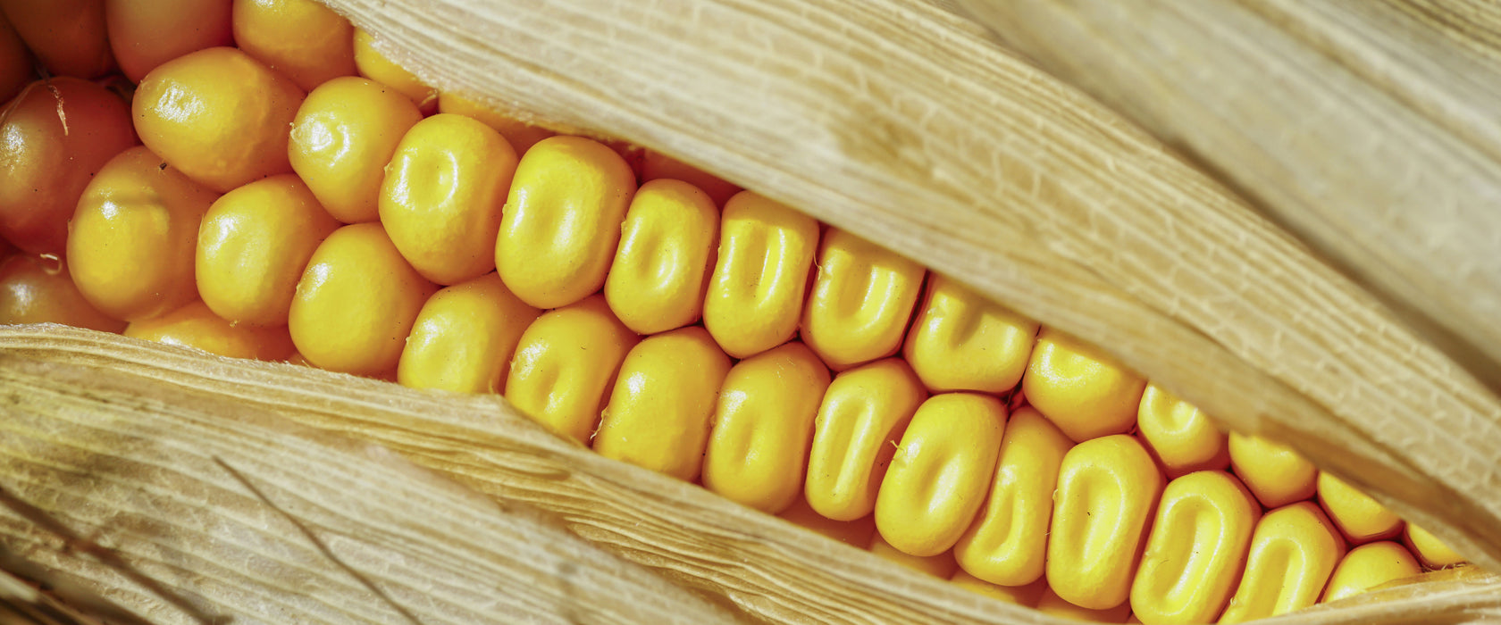 Maiskolben in der Nahaufnahme, Glasbild Panorama