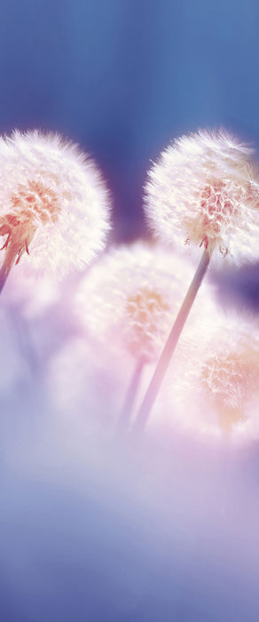 Pusteblumen im morgendlichen Wind, Glasbild Panorama