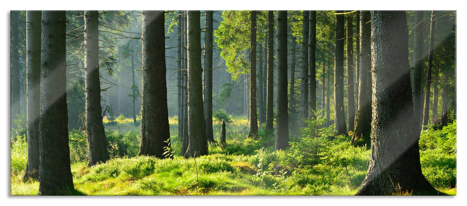 Pixxprint sonniger Tag im Wald, Glasbild Panorama