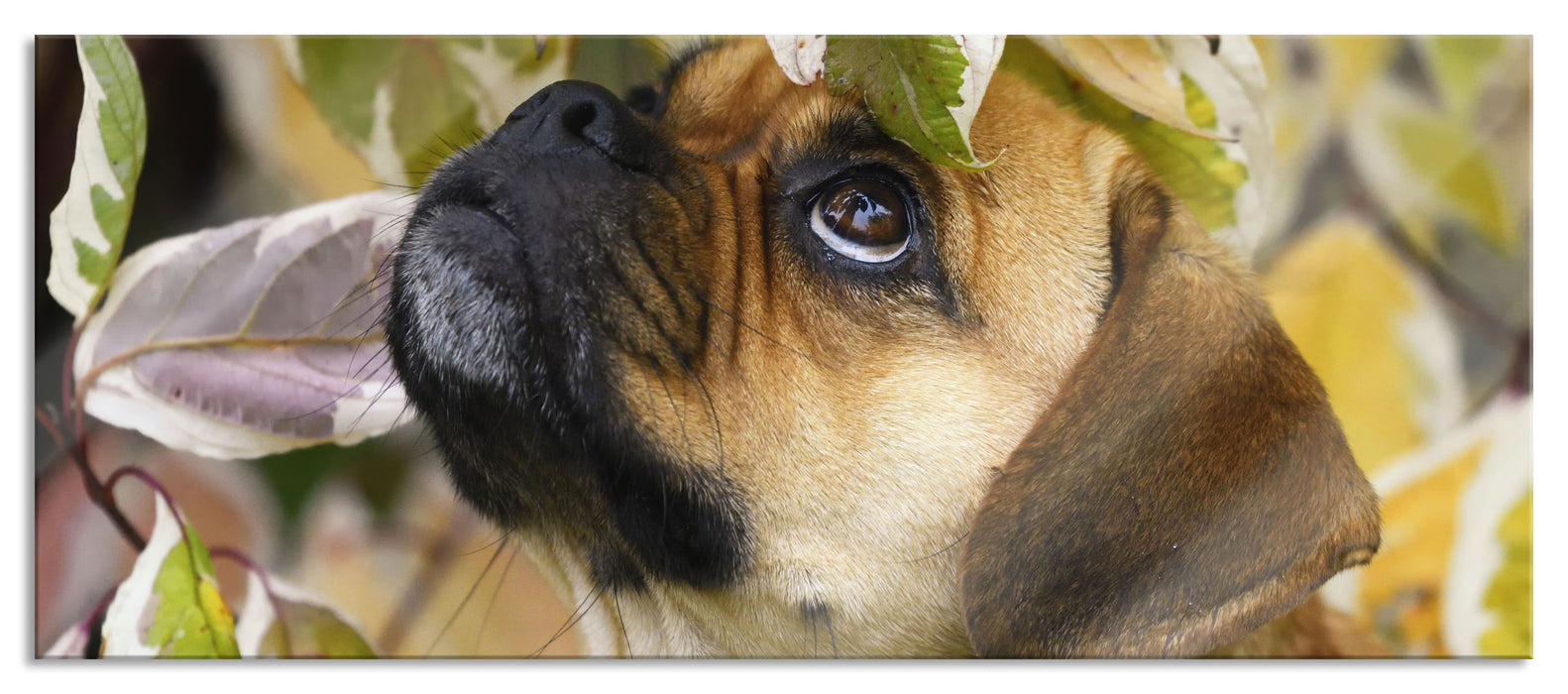 Pixxprint zwischen Blättern Mops, Glasbild Panorama