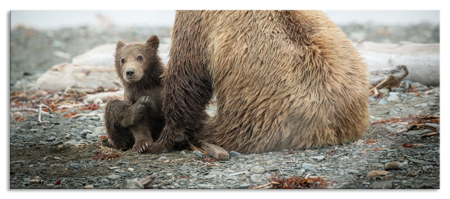 Pixxprint Bär mit Baby nach dem Baden, Glasbild Panorama