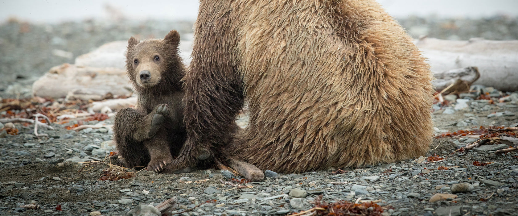 Bär mit Baby nach dem Baden, Glasbild Panorama