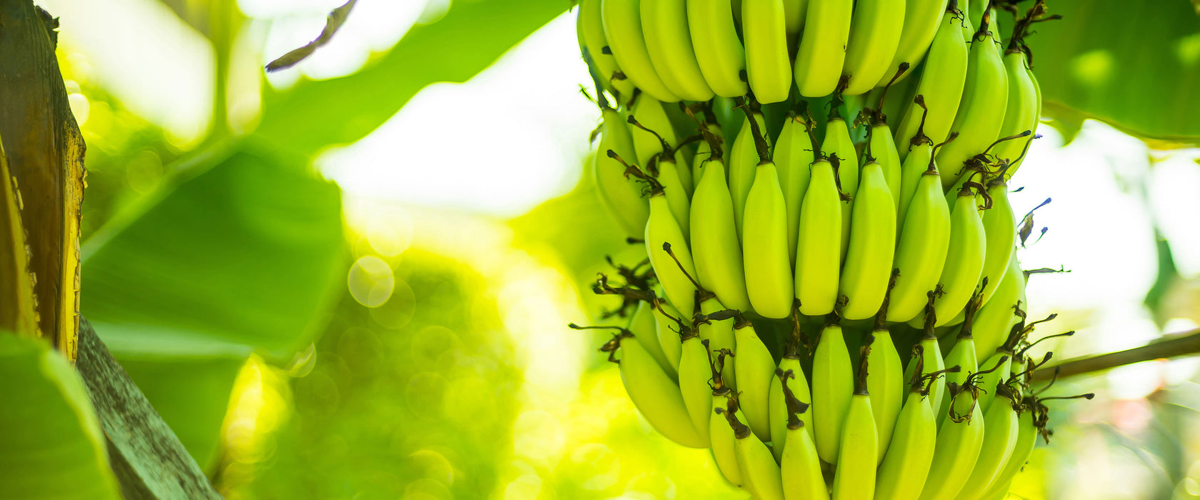 reifende Bananen am Baum, Glasbild Panorama