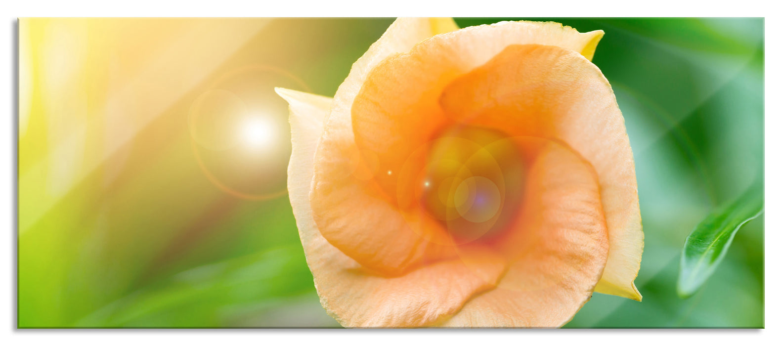 Pixxprint orange Blume im Sonnenlicht, Glasbild Panorama