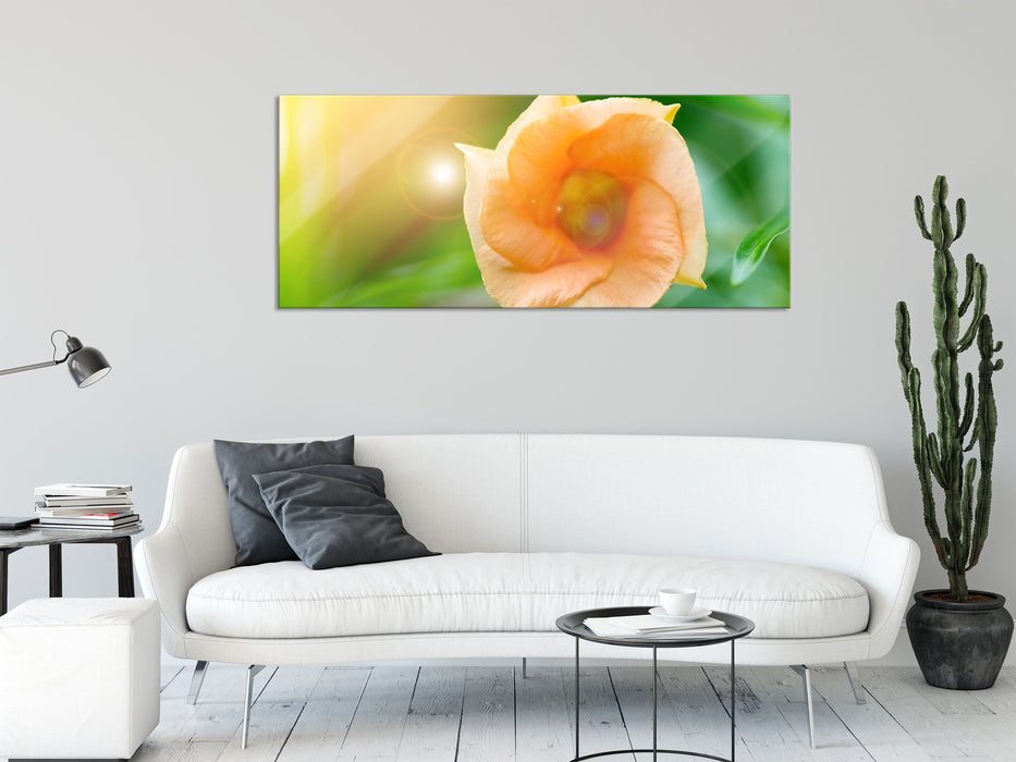 orange Blume im Sonnenlicht, Glasbild Panorama