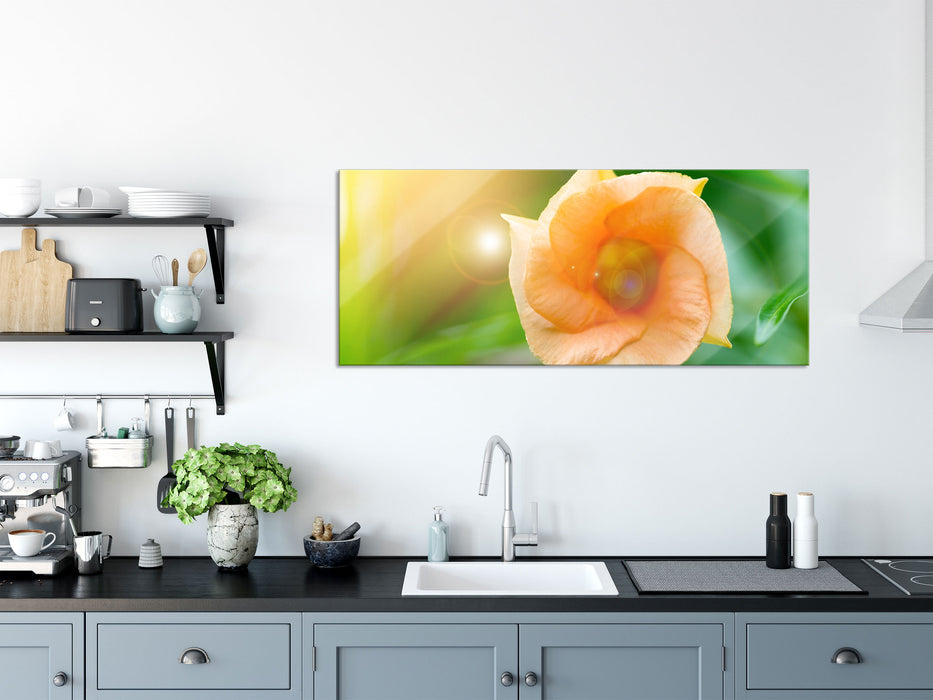 orange Blume im Sonnenlicht, Glasbild Panorama