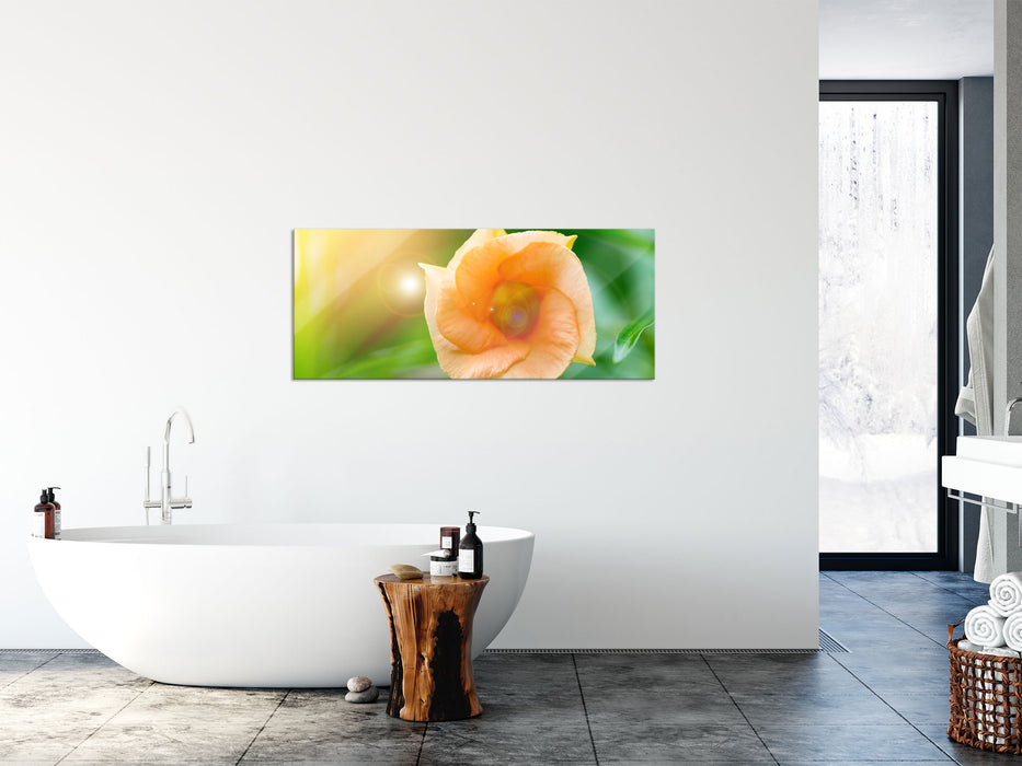 orange Blume im Sonnenlicht, Glasbild Panorama