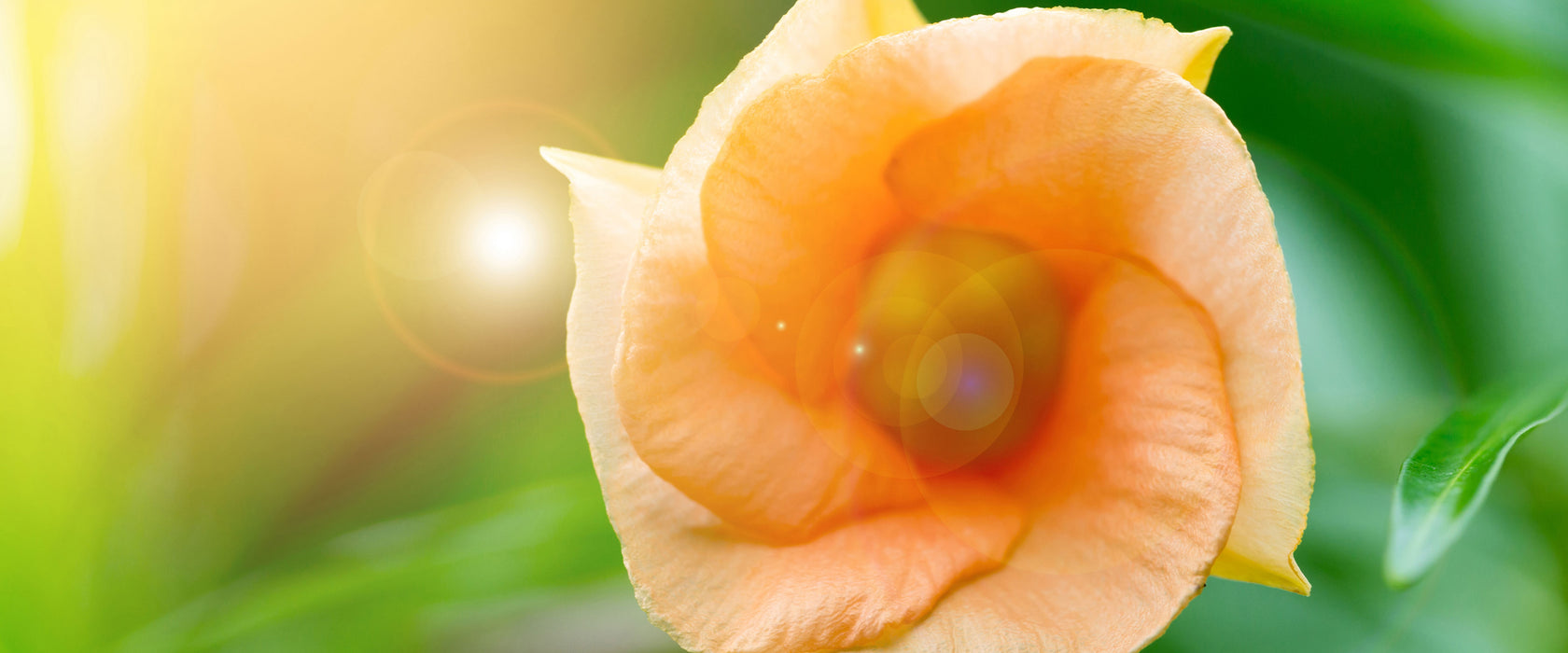 orange Blume im Sonnenlicht, Glasbild Panorama