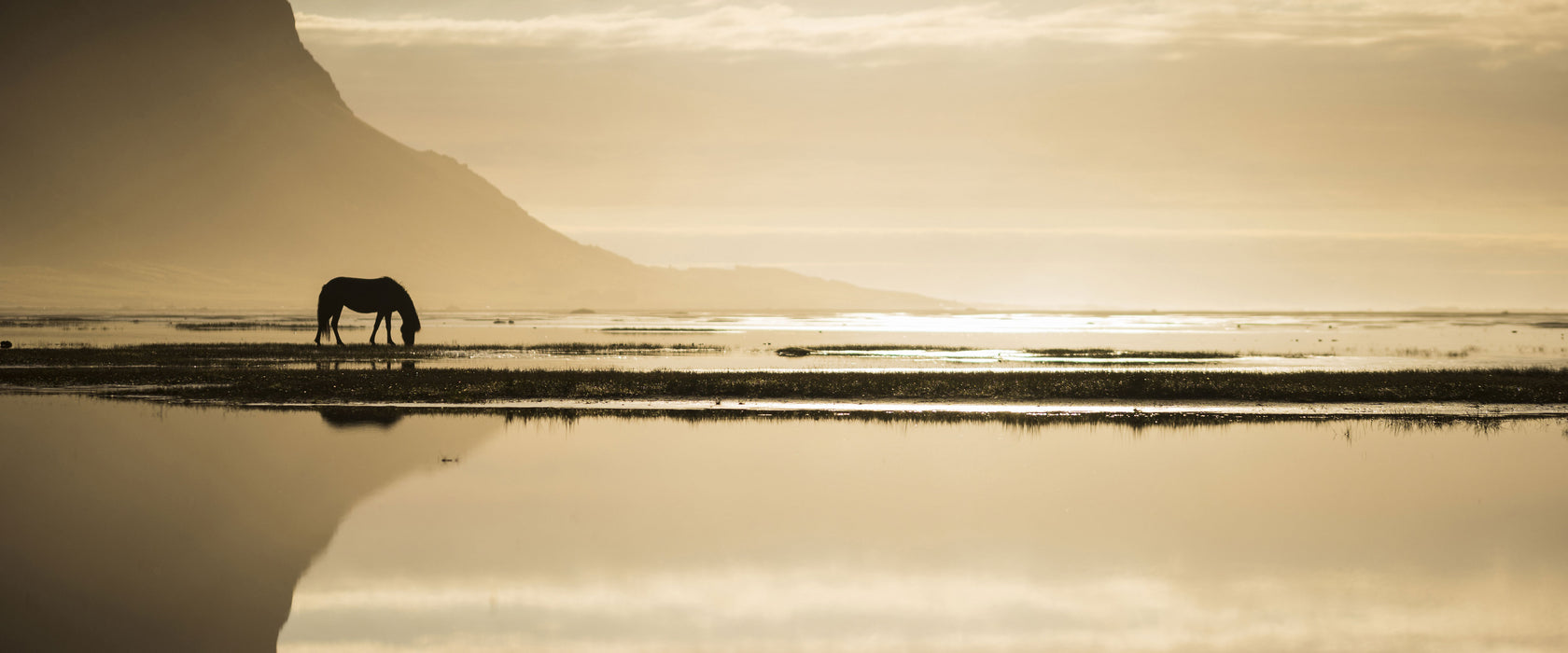 Pferd am Ufer einer Insel, Glasbild Panorama