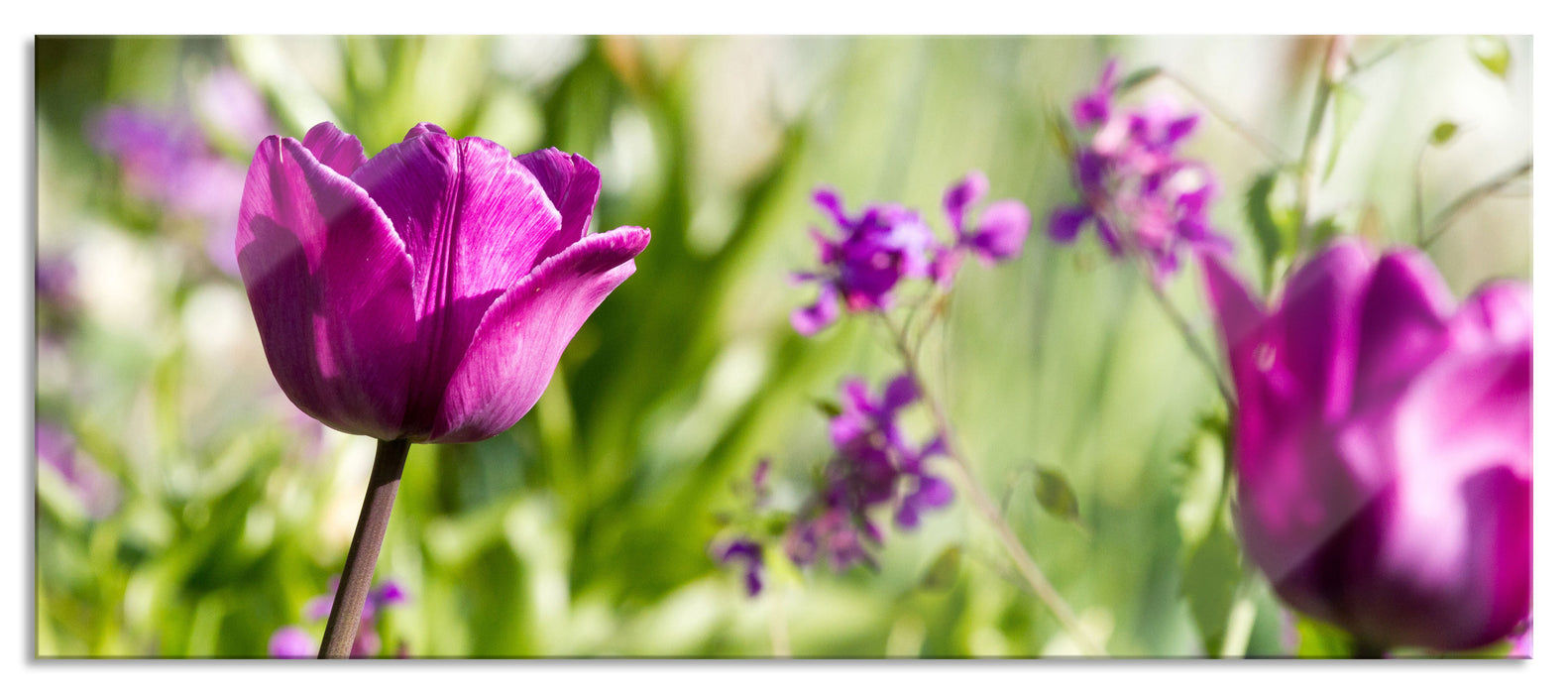 Pixxprint Blumen im Sonnenschein, Glasbild Panorama