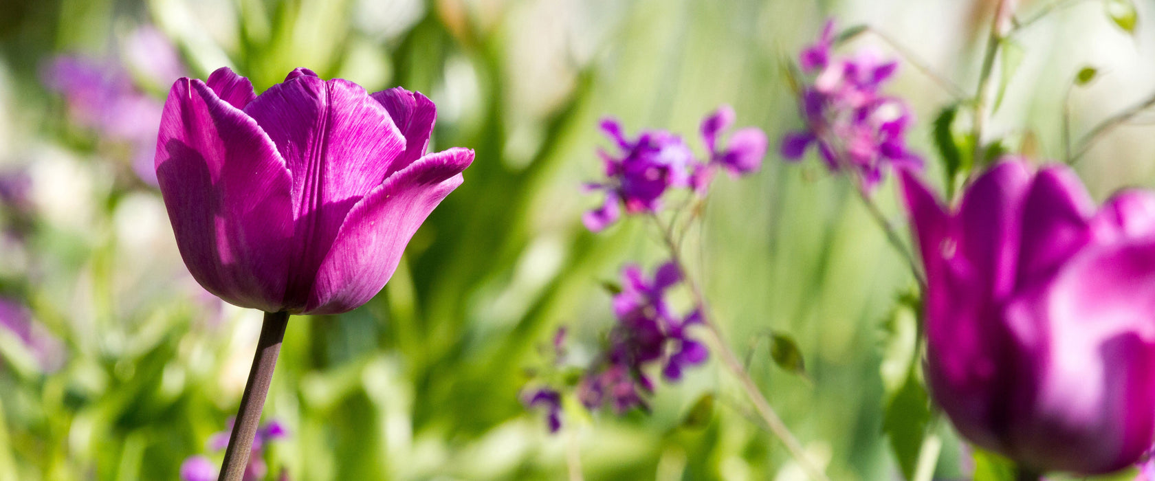 Blumen im Sonnenschein, Glasbild Panorama