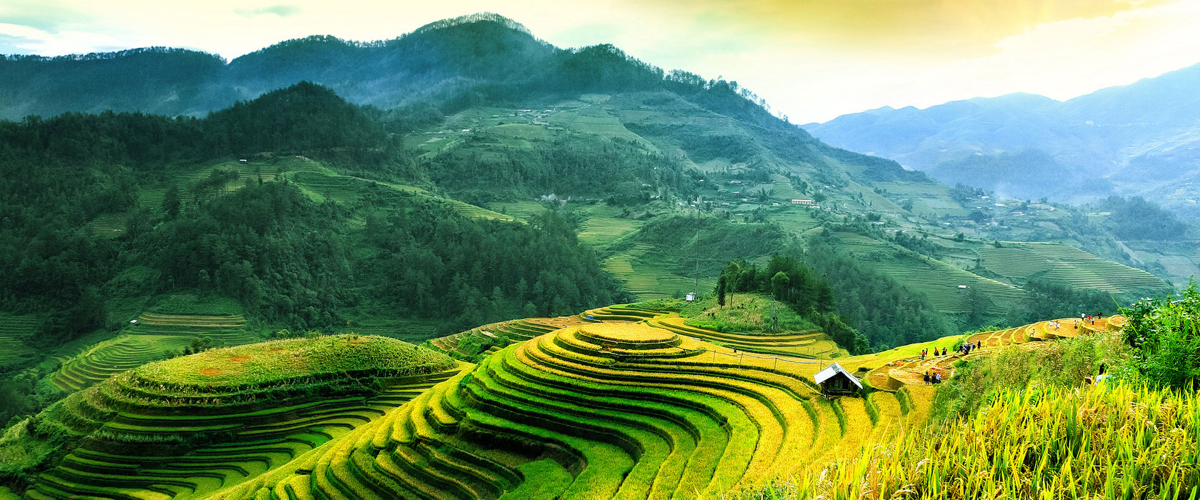 Reisfelder in Vietnam, Glasbild Panorama