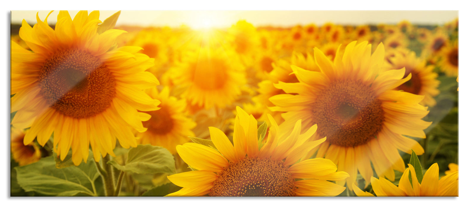 Pixxprint Sonnenblumen auf dem Feld, Glasbild Panorama