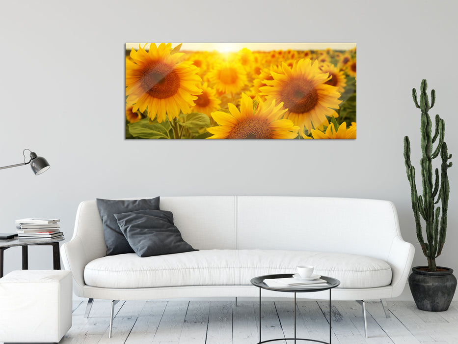 Sonnenblumen auf dem Feld, Glasbild Panorama