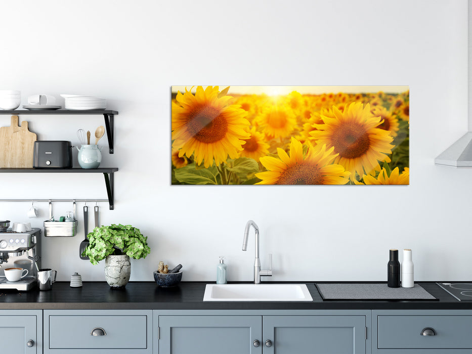 Sonnenblumen auf dem Feld, Glasbild Panorama