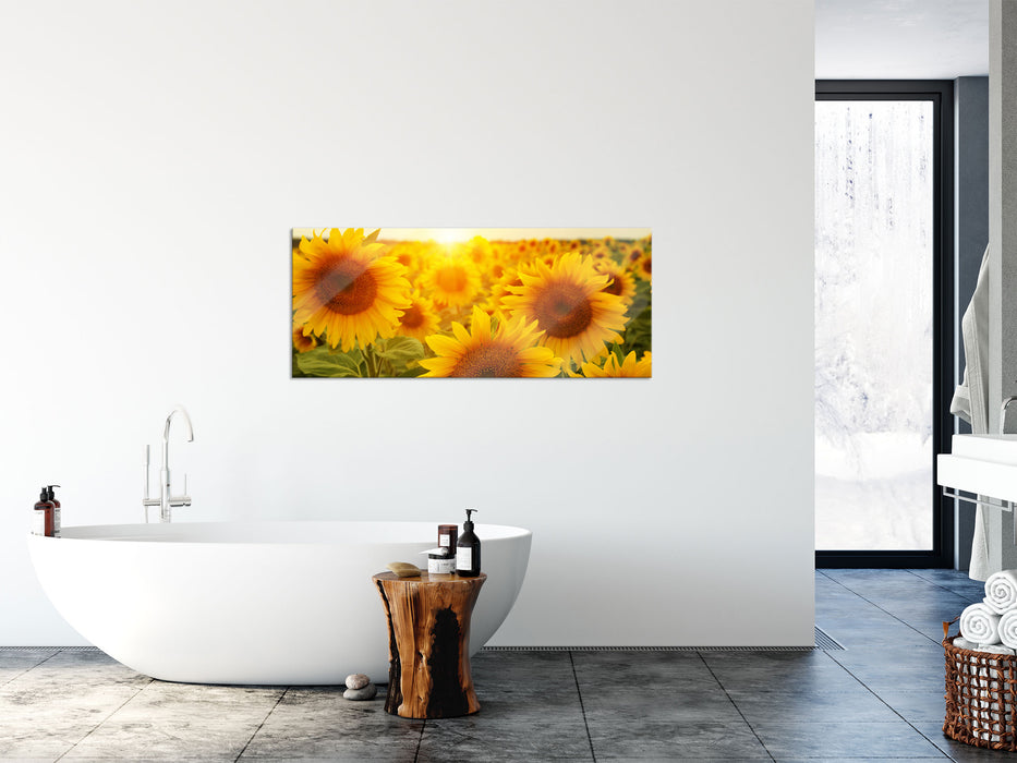 Sonnenblumen auf dem Feld, Glasbild Panorama