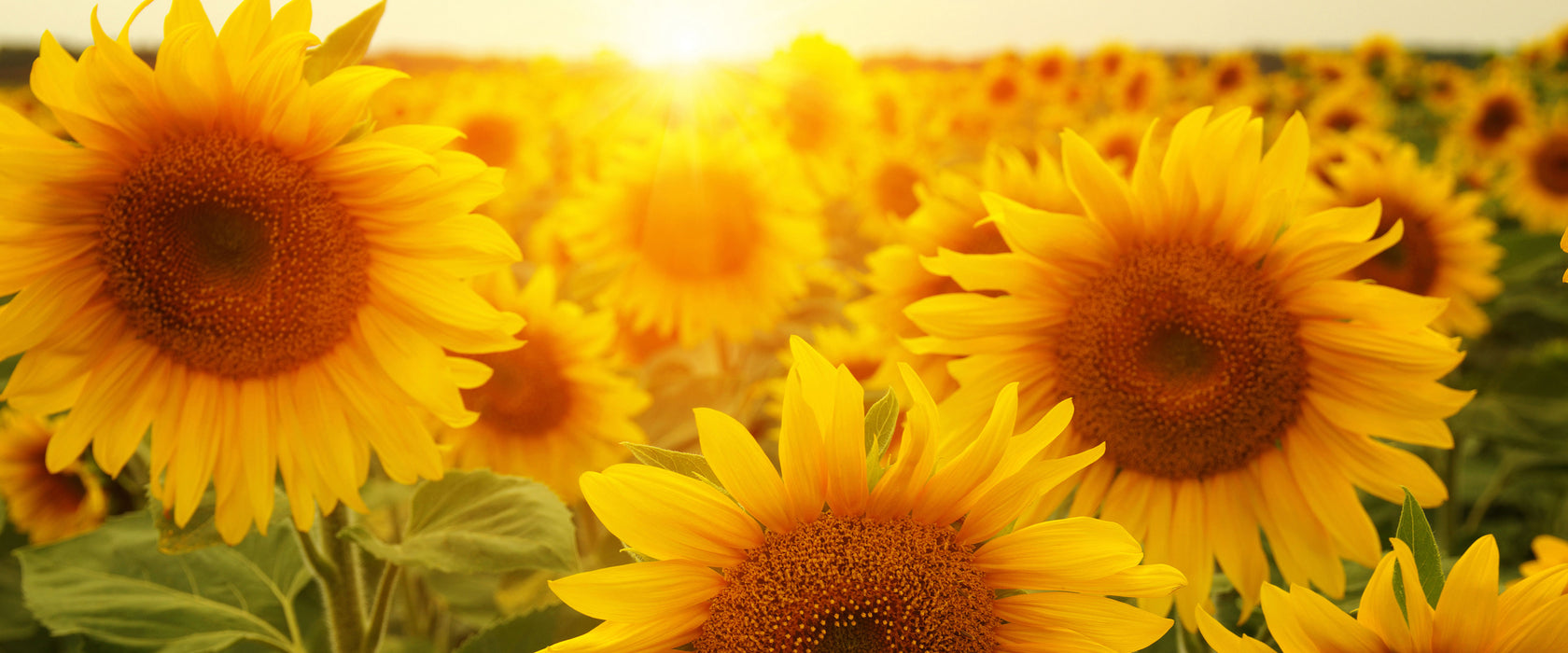 Sonnenblumen auf dem Feld, Glasbild Panorama