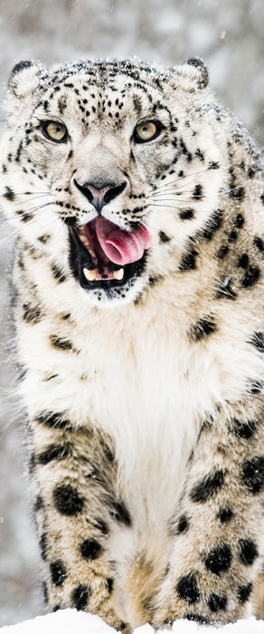 Leopard im Schnee, Glasbild Panorama