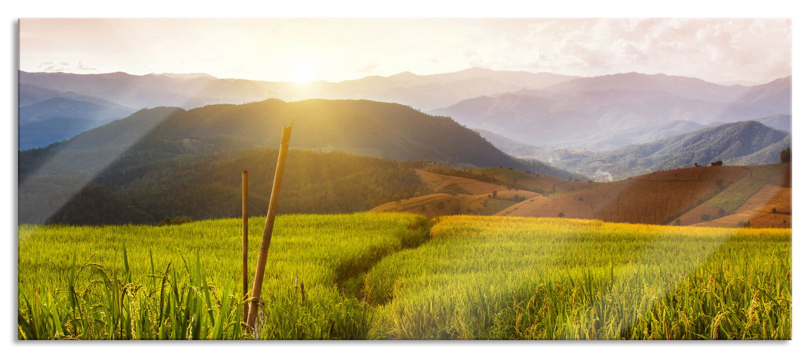 Pixxprint Reisfeld Plantage in Asien, Glasbild Panorama