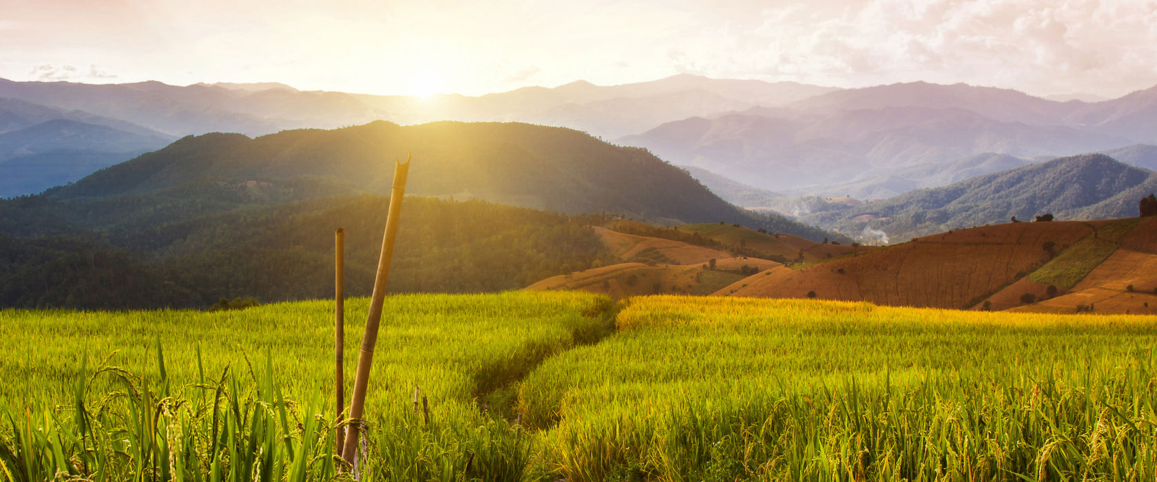 Reisfeld Plantage in Asien, Glasbild Panorama