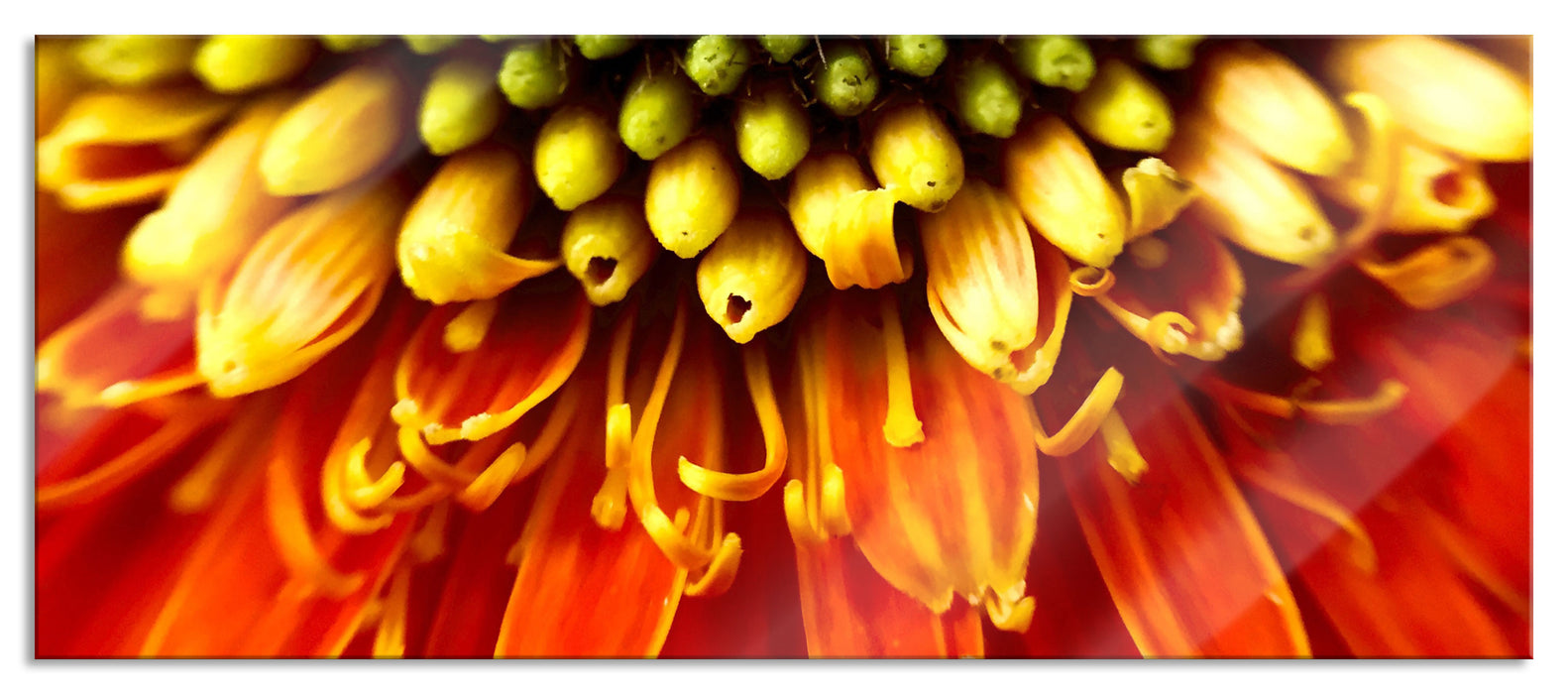 Pixxprint Nahaufnahme einer Gerbera, Glasbild Panorama