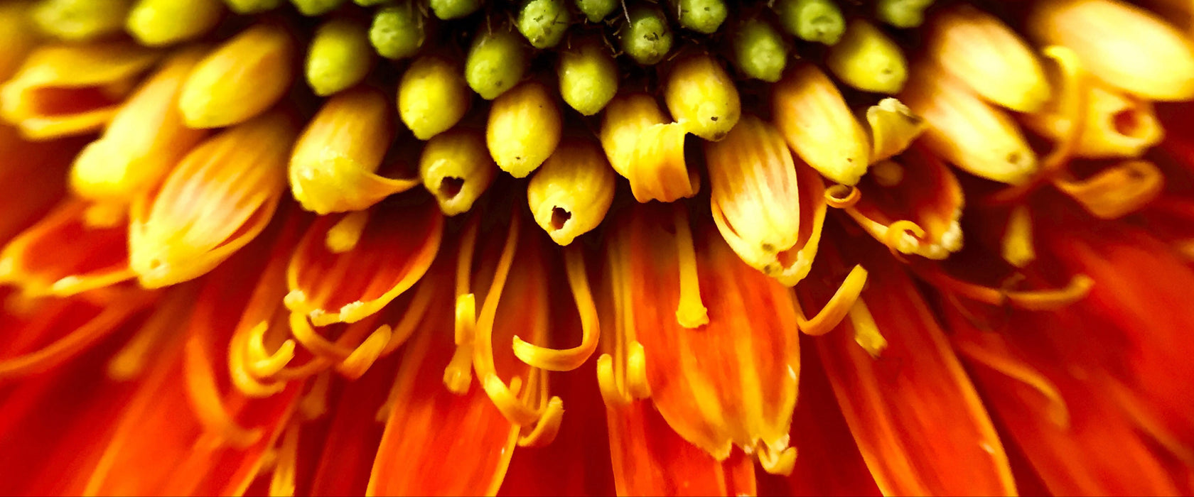 Nahaufnahme einer Gerbera, Glasbild Panorama