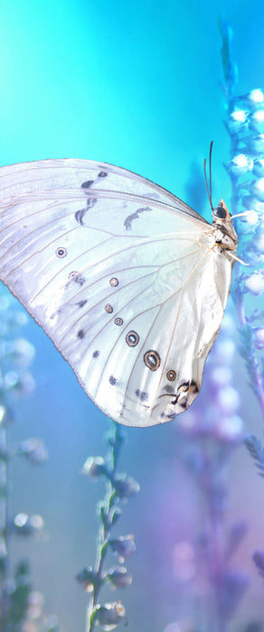 Schmetterling auf Blütenknospen, Glasbild Panorama