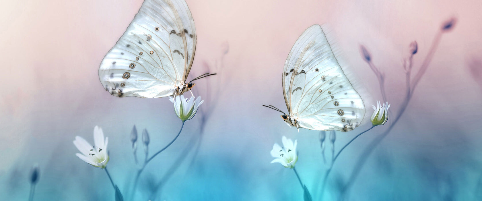 Schmetterling auf kleinen Blumen, Glasbild Panorama