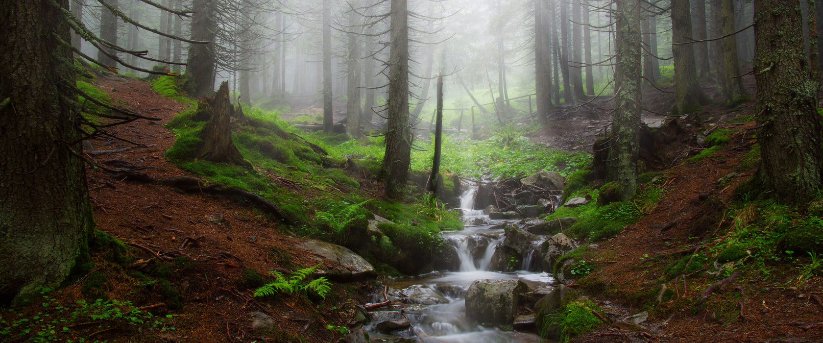 Bach im Wald, Glasbild Panorama