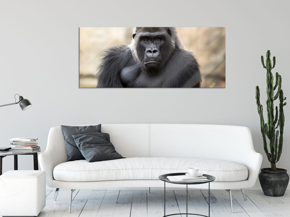 gelangweilter Gorilla, Glasbild Panorama