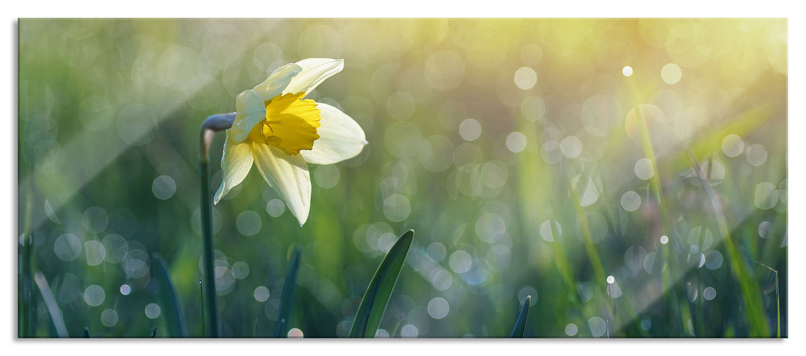 Pixxprint Narzissenblume in der Morgensonne, Glasbild Panorama