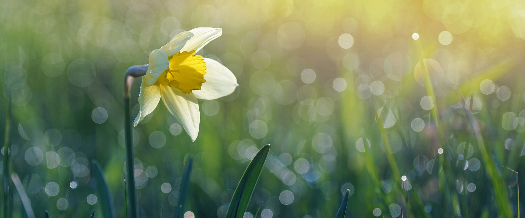 Narzissenblume in der Morgensonne, Glasbild Panorama