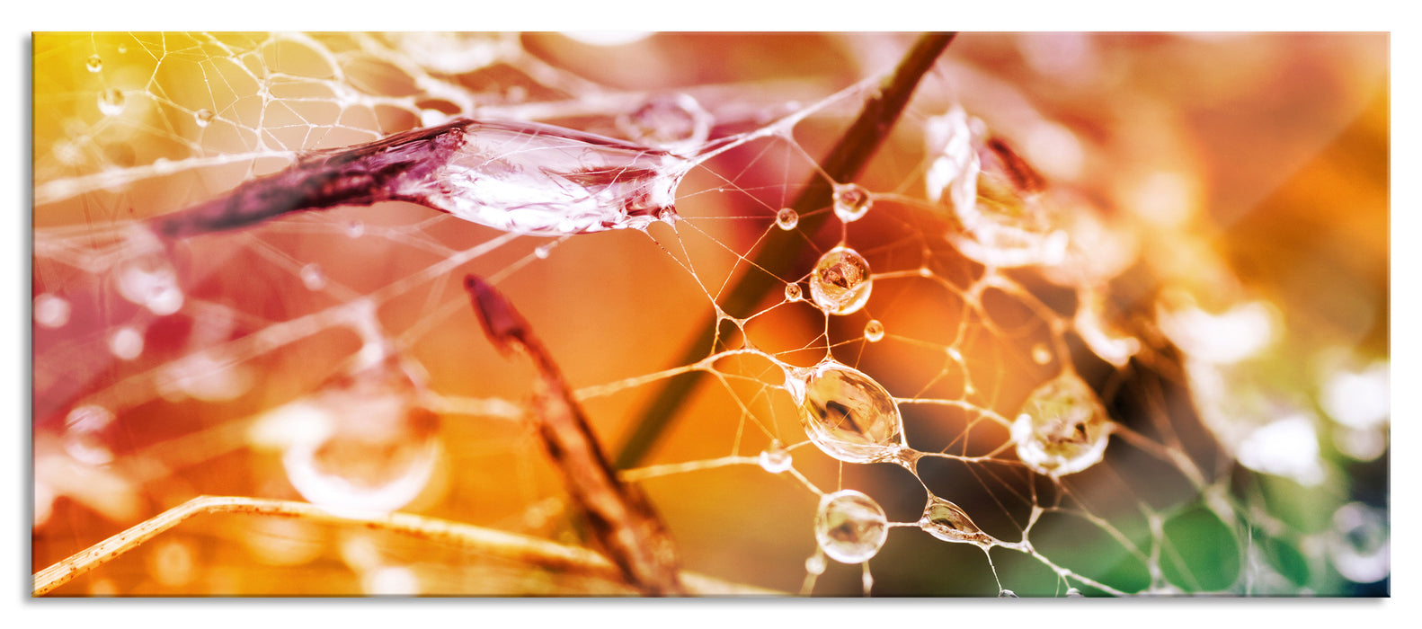 Pixxprint Spinnennetz mit Wassertropfen, Glasbild Panorama