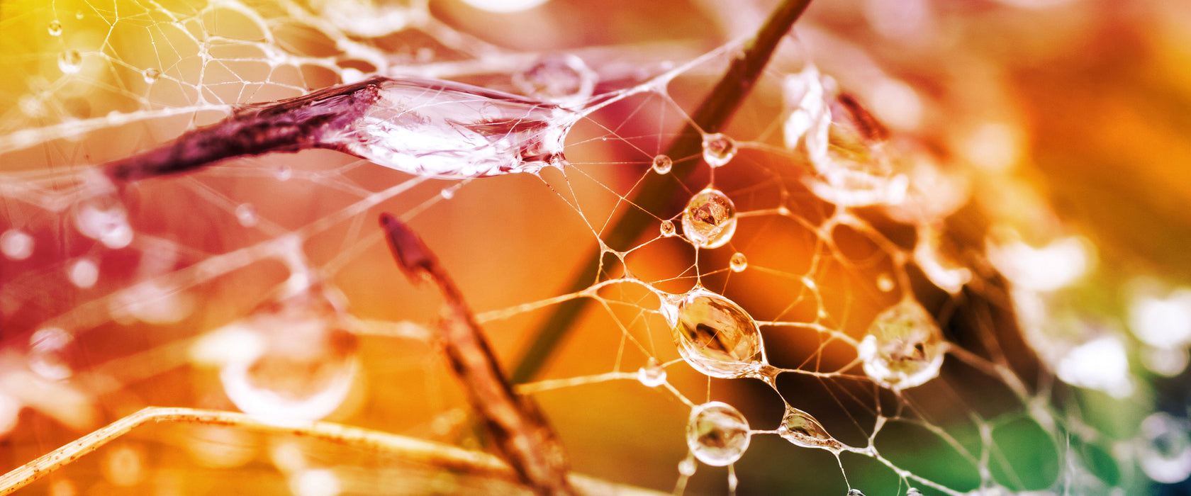 Spinnennetz mit Wassertropfen, Glasbild Panorama