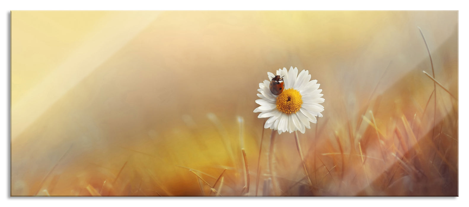 Pixxprint Gänseblümchen mit Marienkäfer, Glasbild Panorama