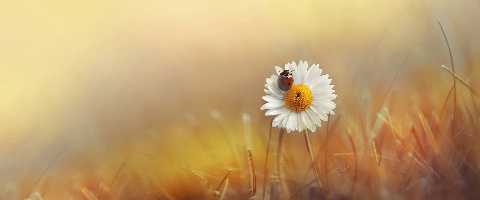 Gänseblümchen mit Marienkäfer, Glasbild Panorama