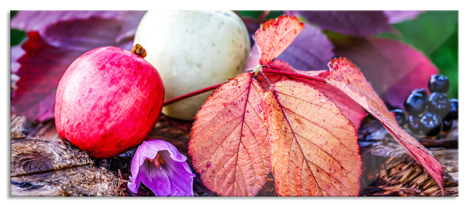 Pixxprint Äpfel und Blätter im Herbst, Glasbild Panorama