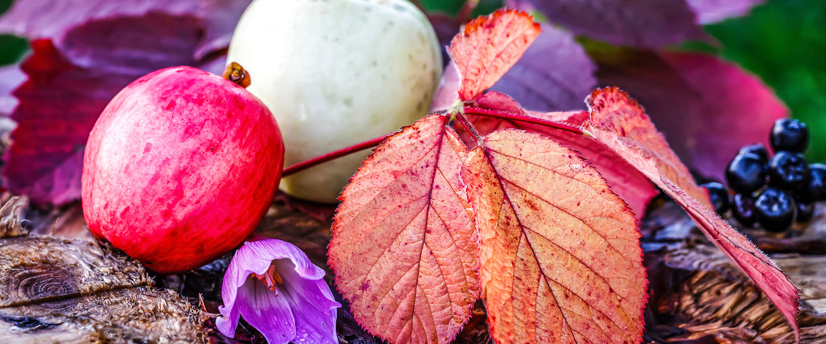 Äpfel und Blätter im Herbst, Glasbild Panorama