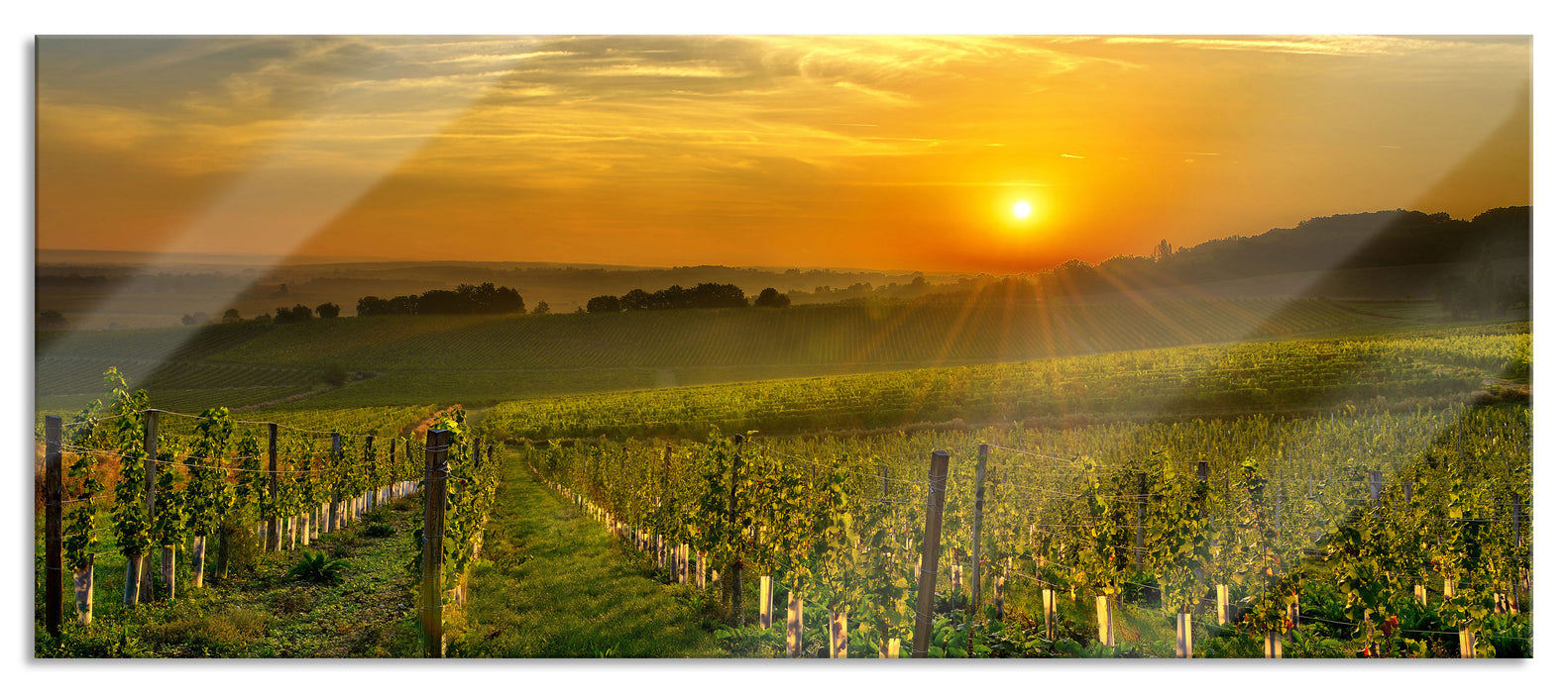 Pixxprint Weinberg in Bergerac Frankreich, Glasbild Panorama