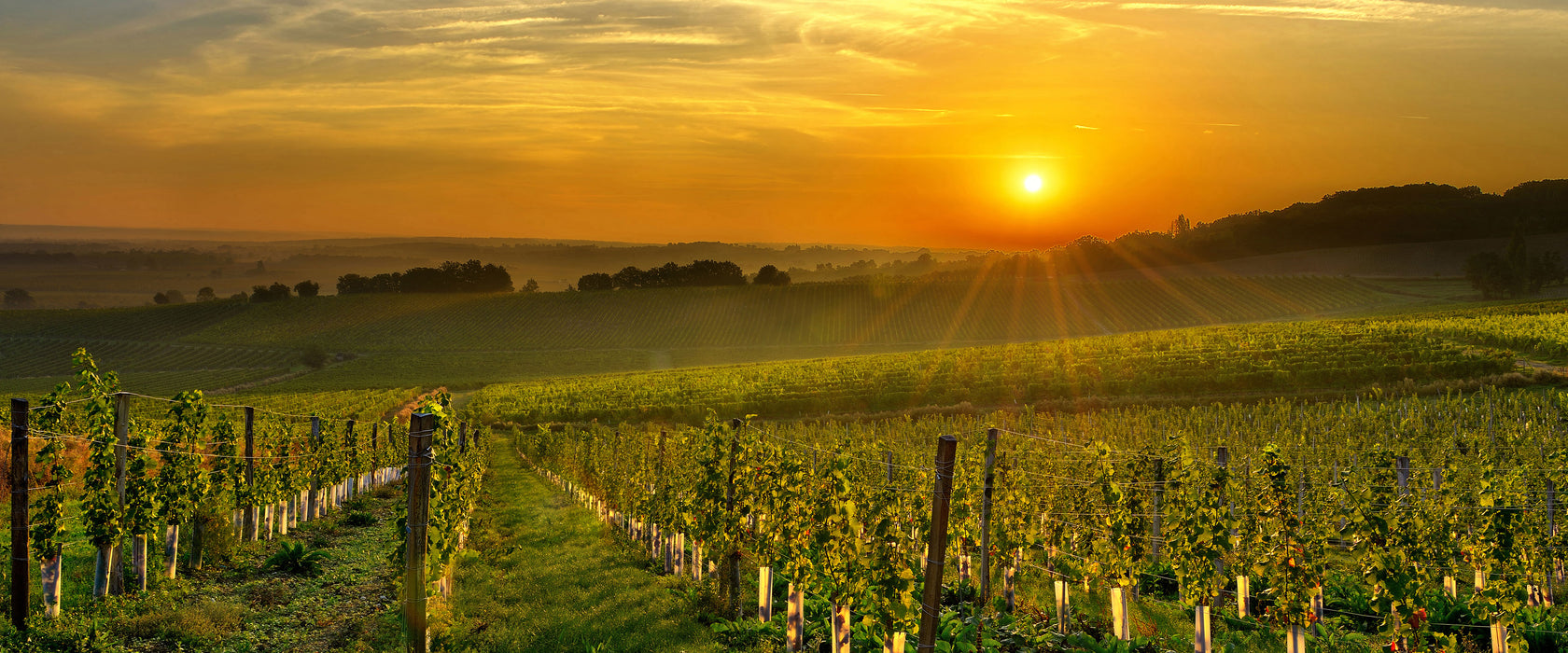 Weinberg in Bergerac Frankreich, Glasbild Panorama