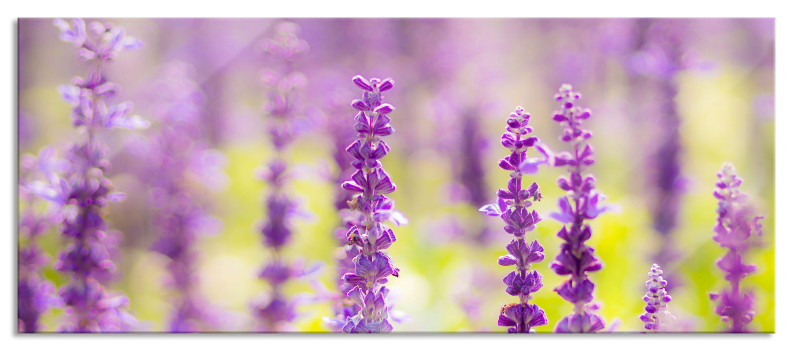 Pixxprint schöne violette Lavendelblüten, Glasbild Panorama