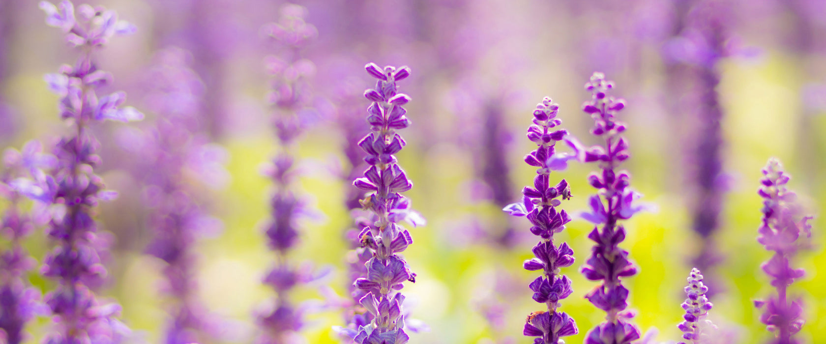 schöne violette Lavendelblüten, Glasbild Panorama