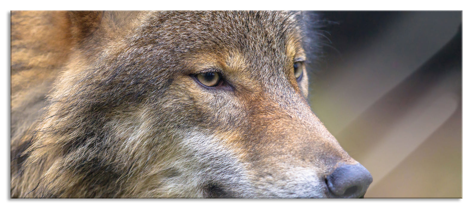 Pixxprint Porträt des europäischen Wolfes, Glasbild Panorama