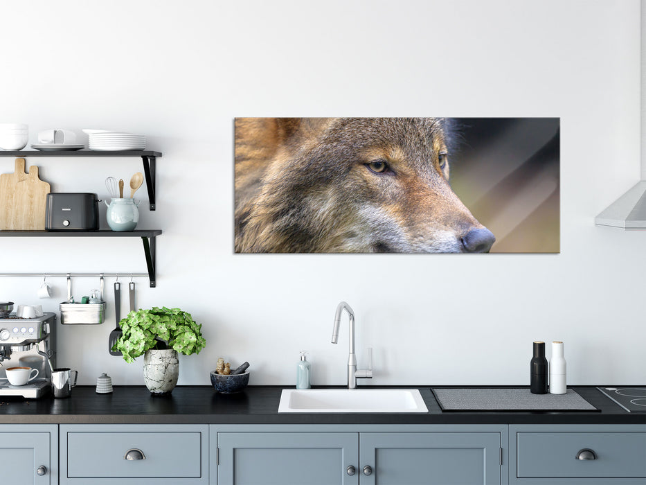 Porträt des europäischen Wolfes, Glasbild Panorama